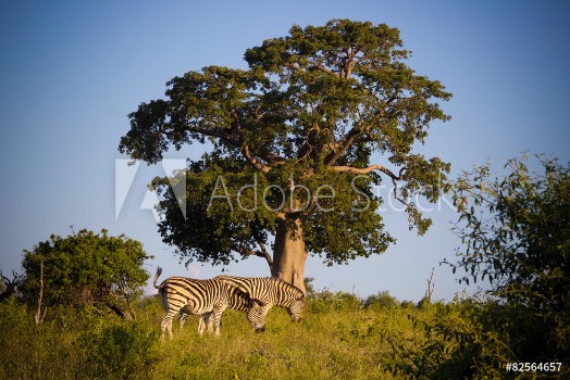 Picture of Zebras in Botswana 